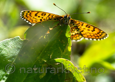 BB 13 0534 / Melitaea cinxia / Prikkrutevinge